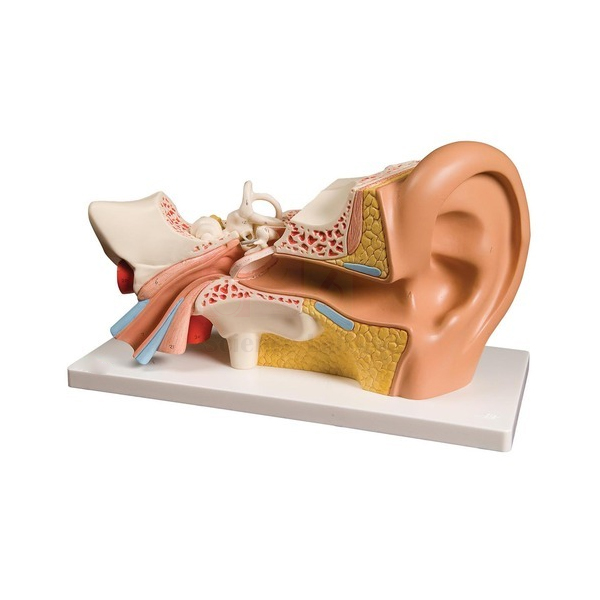 Human Ear Model